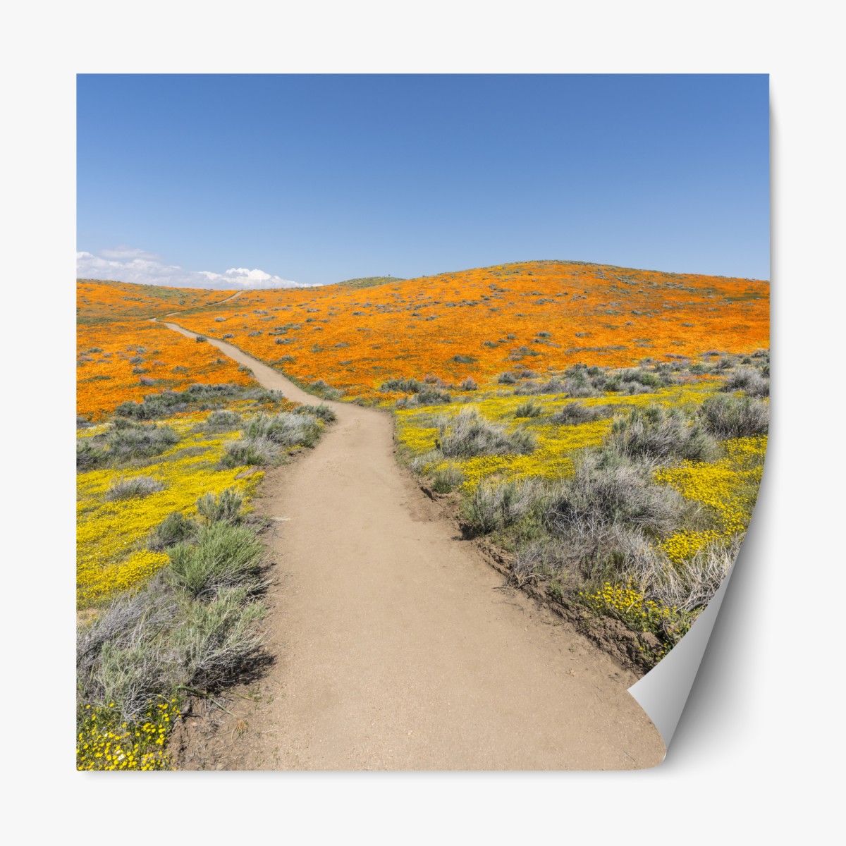 Repositionable sticker path through poppy super bloom in Southern California