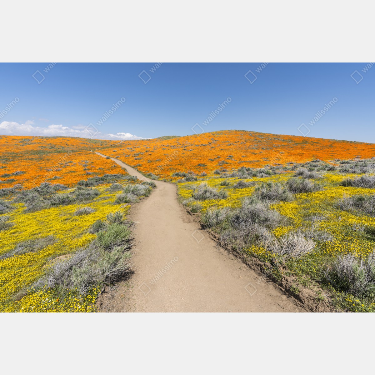 Naklejka repozycjonowalna ścieżka przez makowy super bloom w Południowej Kalifornii – Wallissimo® Naklejka repozycjonowalna ścieżka przez makowy super bloom w Południowej Kalifornii – Wallissimo®