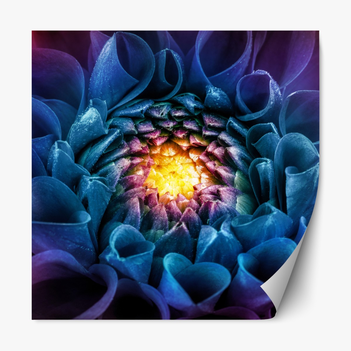 Repositionable sticker vibrant blue chrysanthemum close-up