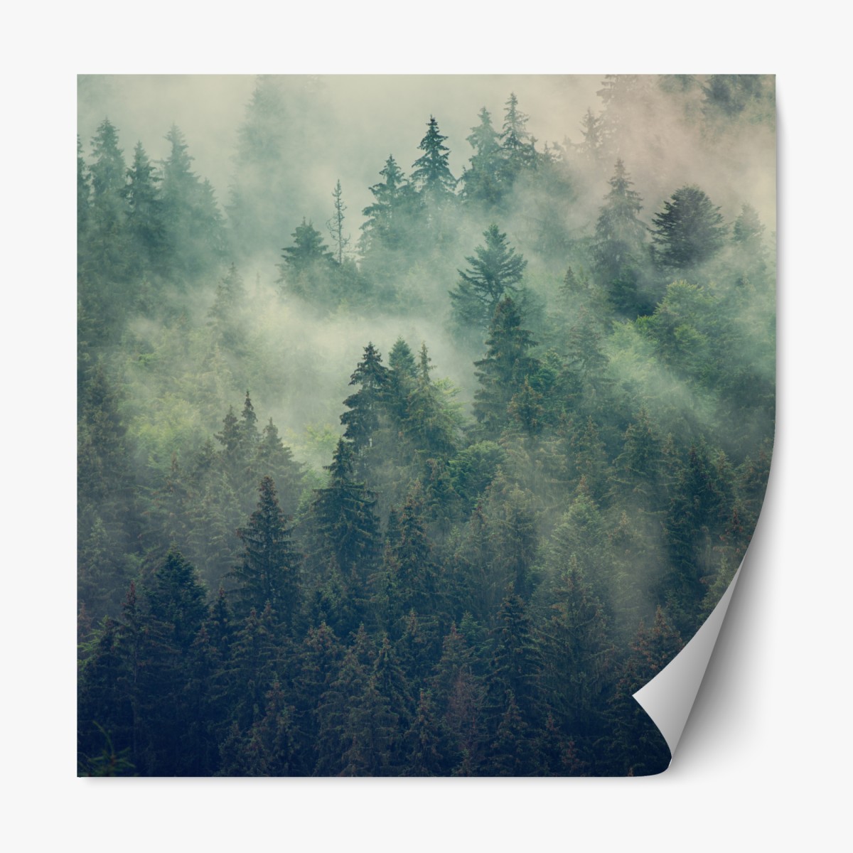 Repositionable sticker misty evergreen forest at dawn