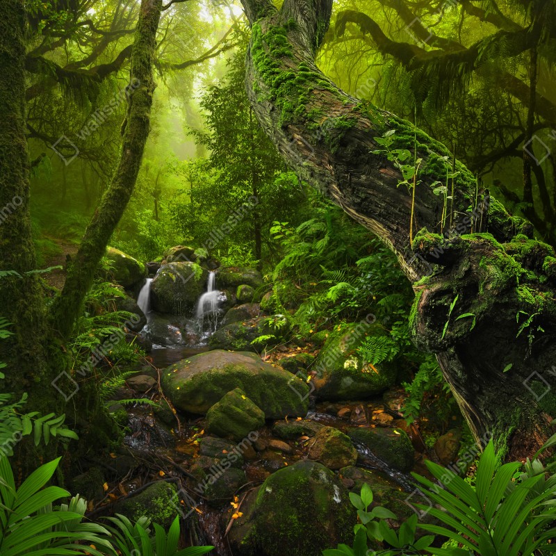 Naklejka repozycjonowalna mchy i strumień w porannym świetle – Wallissimo® Naklejka repozycjonowalna mchy i strumień w porannym świetle – Wallissimo®