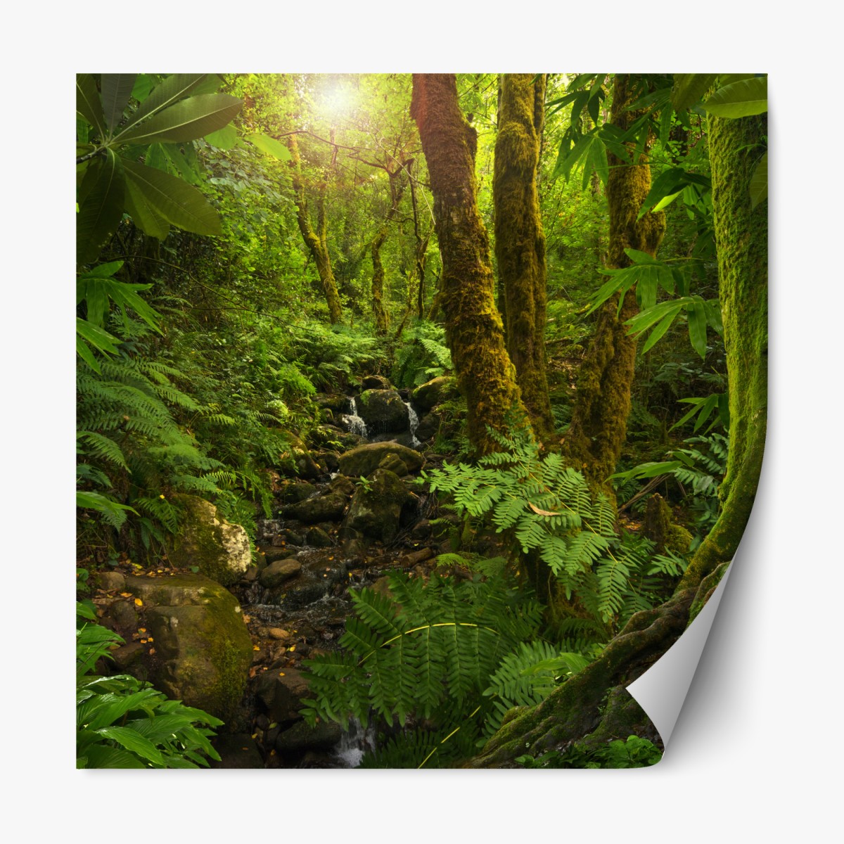 Repositionable sticker mossy forest stream in sunlight