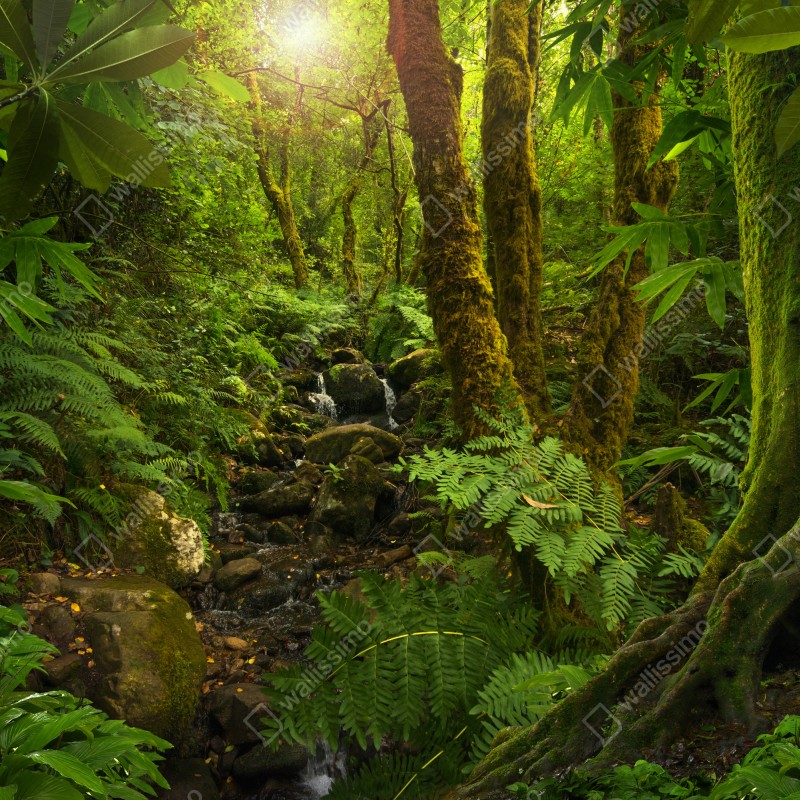 Naklejka repozycjonowalna porośnięty mchem leśny potok – Wallissimo® Naklejka repozycjonowalna porośnięty mchem leśny potok – Wallissimo®