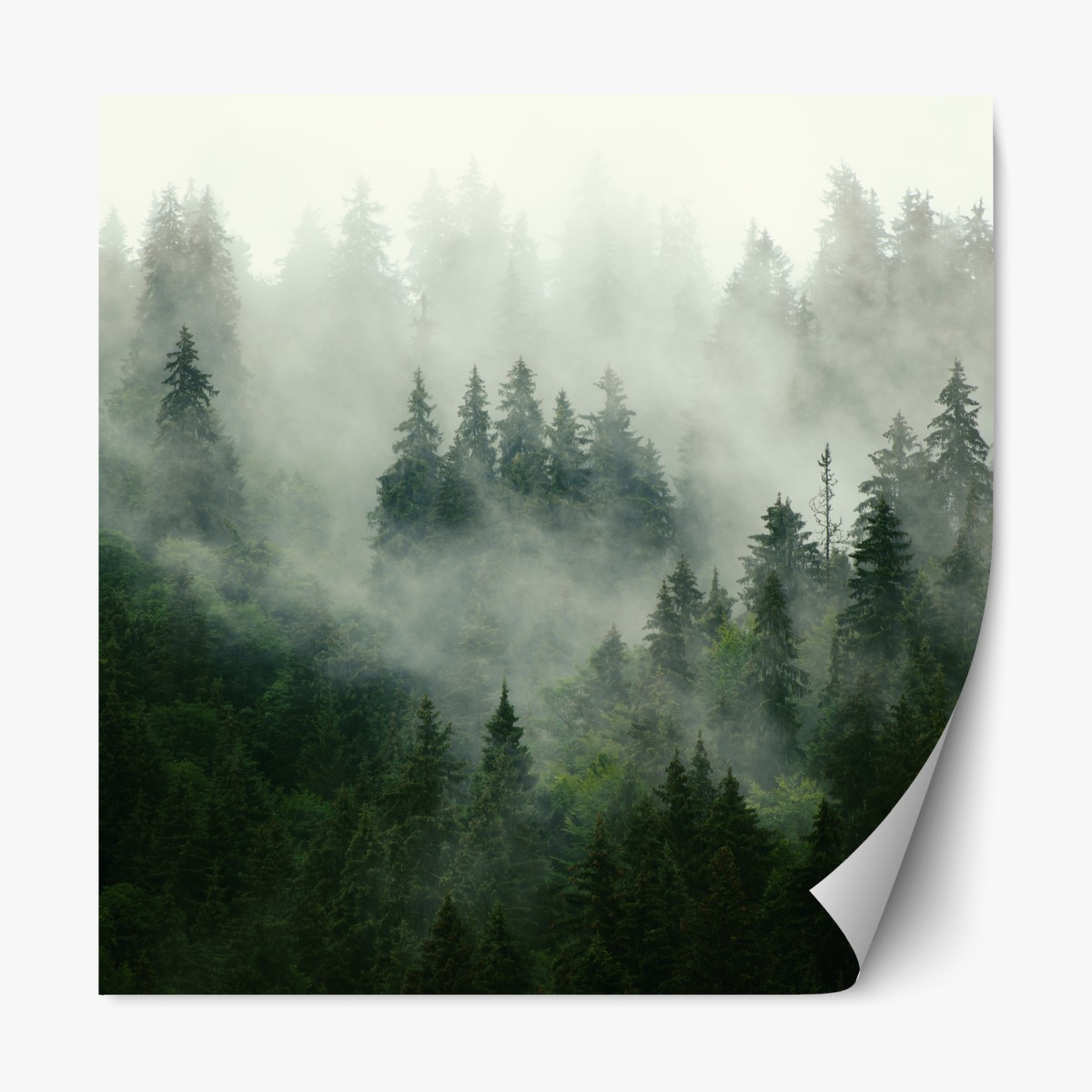 Repositionable sticker misty evergreen forest