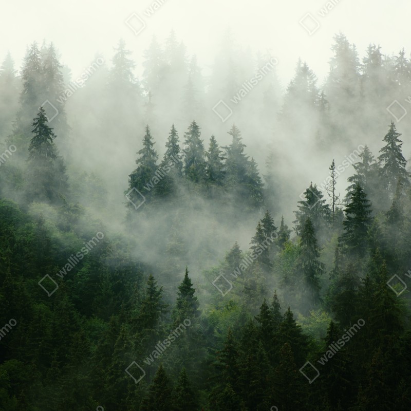 Naklejka repozycjonowalna mglisty iglasty las – Wallissimo® Naklejka repozycjonowalna mglisty iglasty las – Wallissimo®