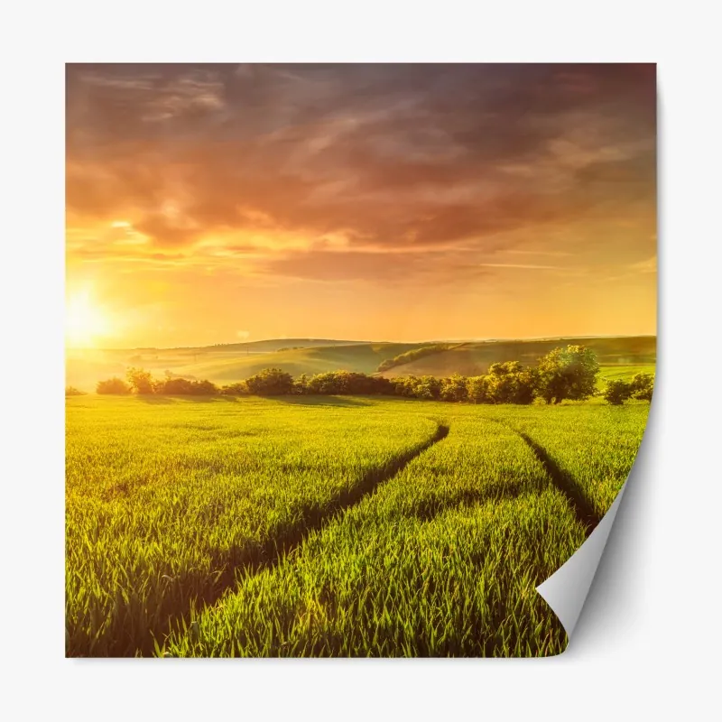 Naklejka repozycjonowalna słoneczna łąka o zachodzie słońca