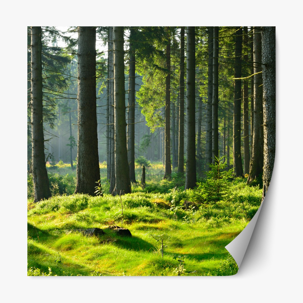 Repositionable sticker sunlit green forest clearing
