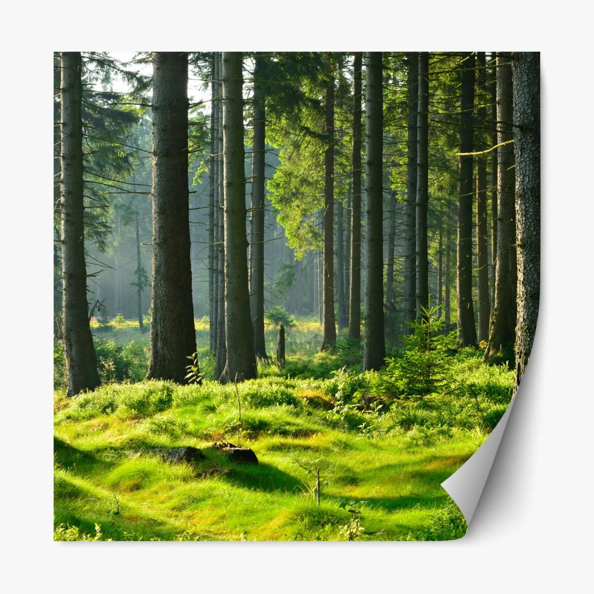 Naklejka repozycjonowalna słoneczna zielona polana w lesie – Wallissimo® Naklejka repozycjonowalna słoneczna zielona polana w lesie – Wallissimo®