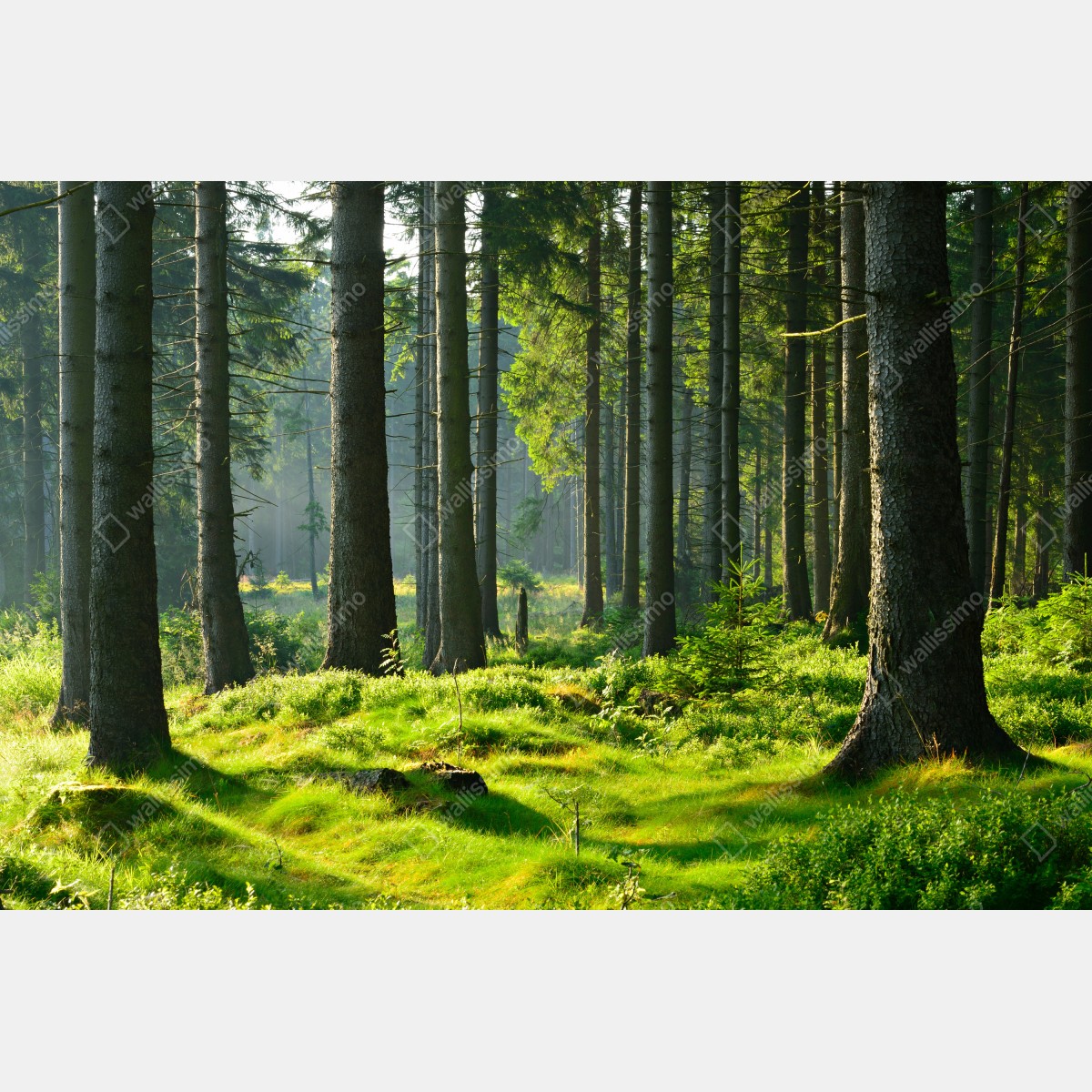 Naklejka repozycjonowalna słoneczna zielona polana w lesie – Wallissimo® Naklejka repozycjonowalna słoneczna zielona polana w lesie – Wallissimo®