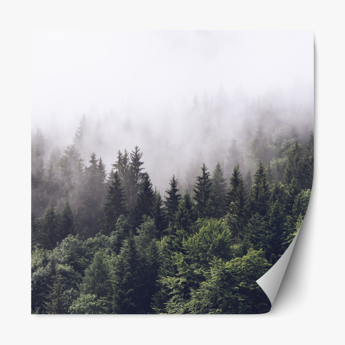 Repositionable sticker misty conifer forest on a mountain slope