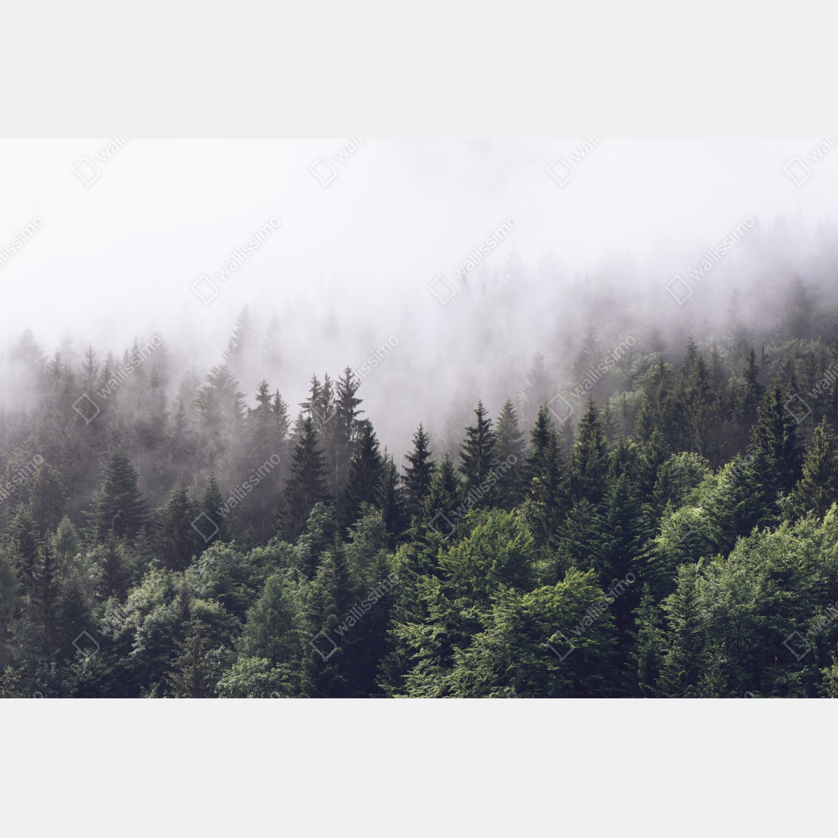 Naklejka repozycjonowalna mglisty las iglasty na górskim zboczu – Wallissimo® Naklejka repozycjonowalna mglisty las iglasty na górskim zboczu – Wallissimo®