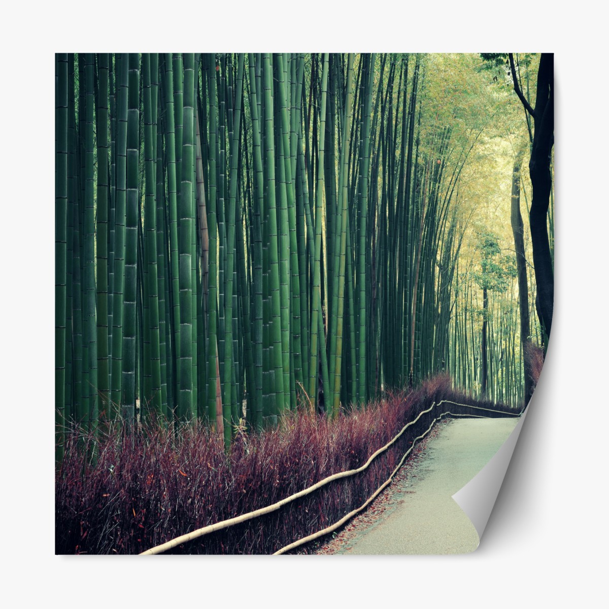 Repositionable sticker serene bamboo grove pathway in Arashiyama