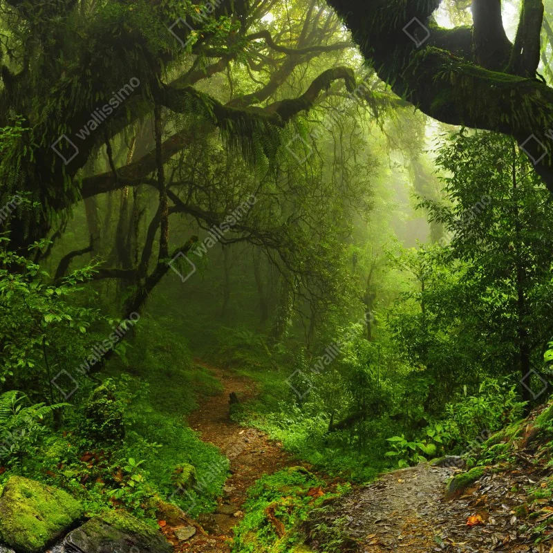Naklejka repozycjonowalna zaczarowana mszysta ścieżka leśna – Wallissimo® Naklejka repozycjonowalna zaczarowana mszysta ścieżka leśna – Wallissimo®