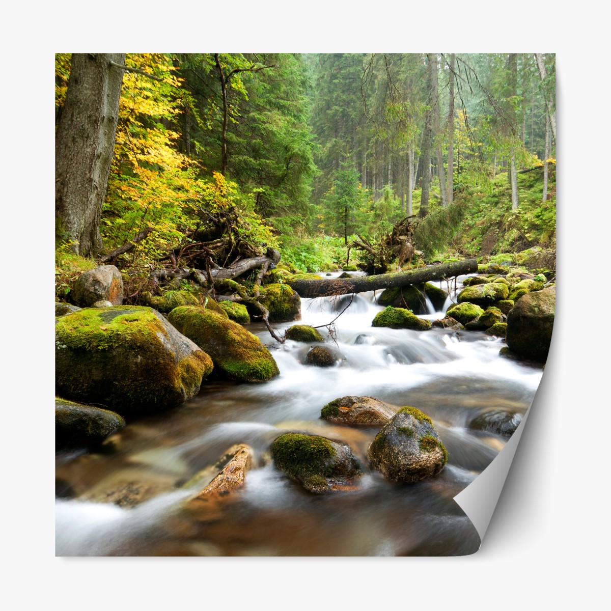 Repositionable sticker mossy forest stream in autumn