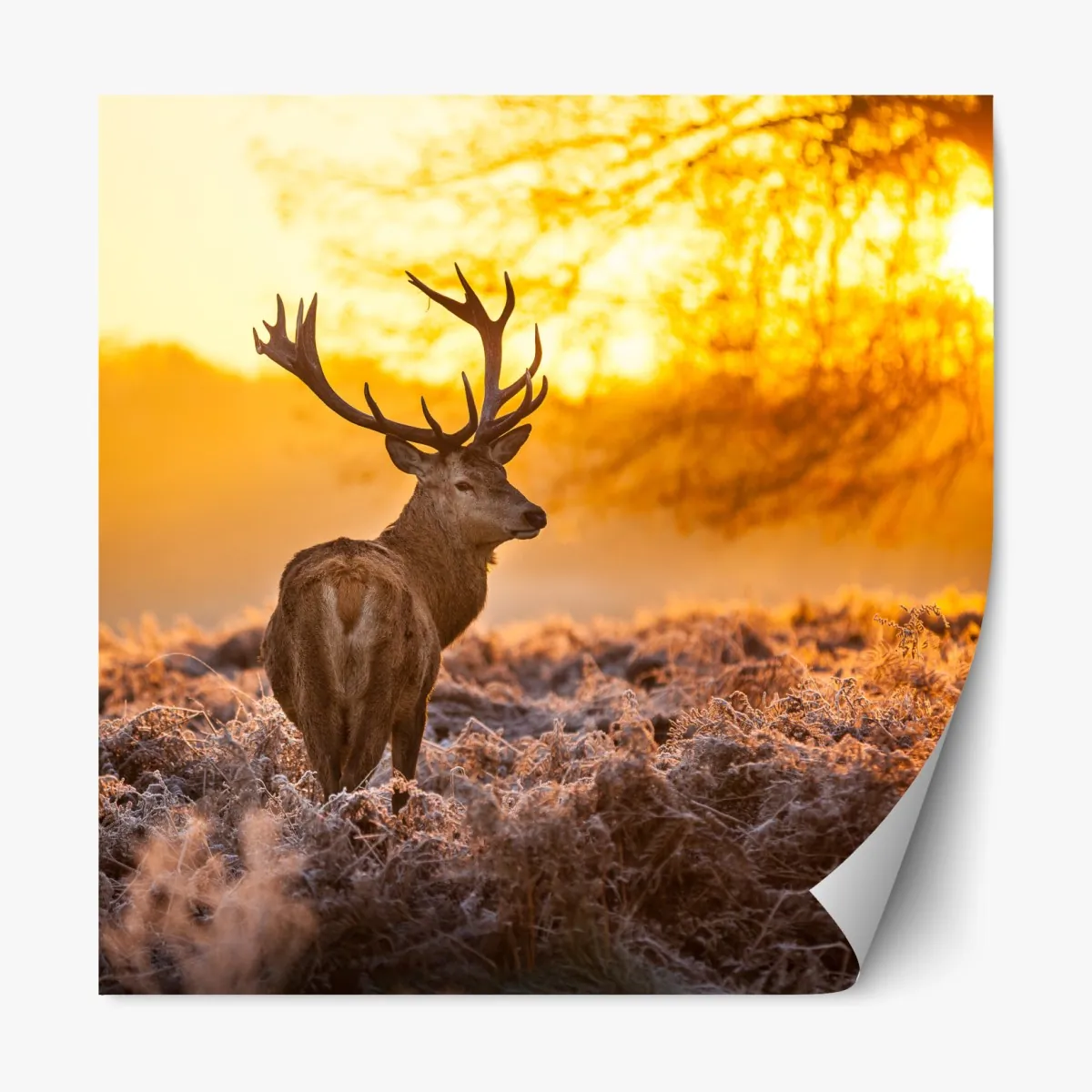 Naklejka repozycjonowalna złoty jeleń o świcie – Wallissimo® Naklejka repozycjonowalna złoty jeleń o świcie – Wallissimo®