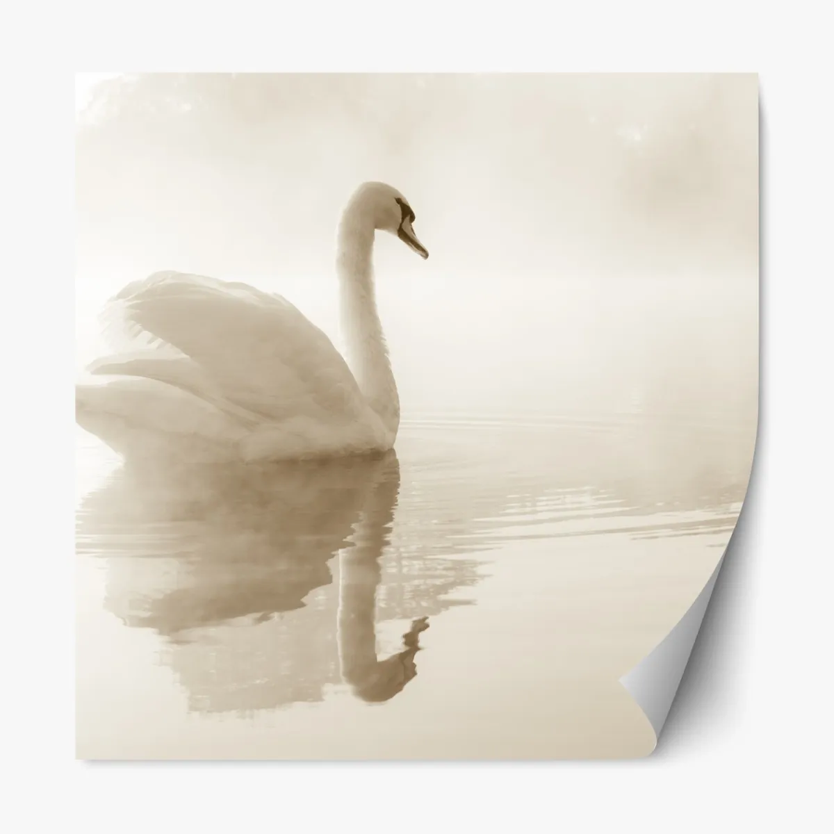 Naklejka repozycjonowalna elegancki łabędź we mgle – Wallissimo® Naklejka repozycjonowalna elegancki łabędź we mgle – Wallissimo®