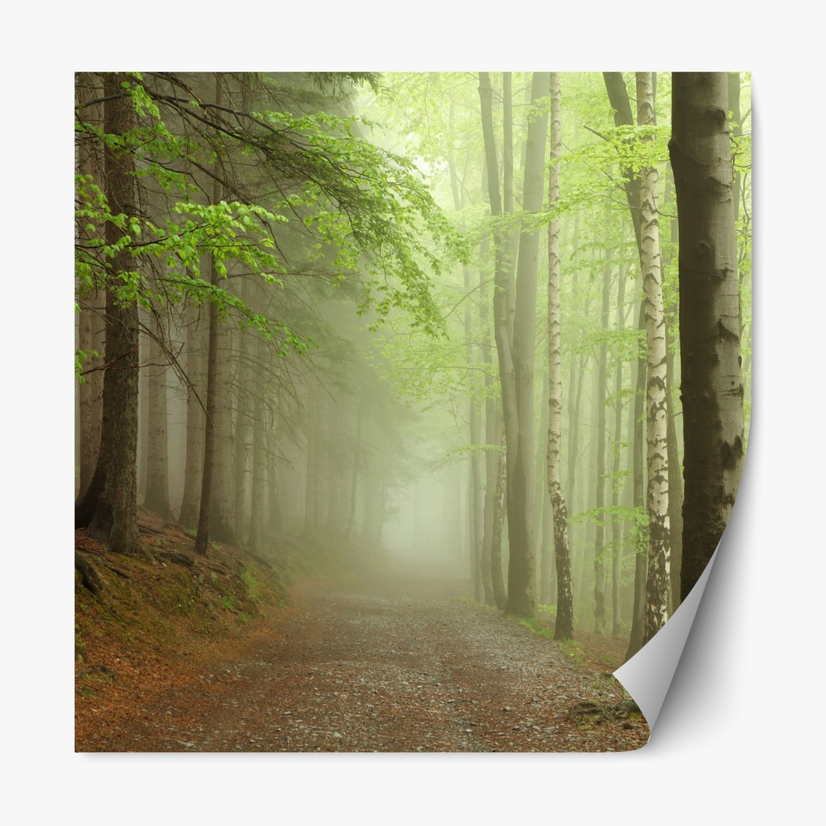 Repositionable sticker misty forest path