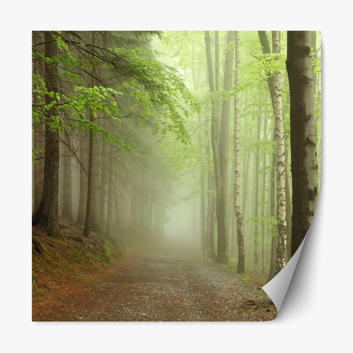 Naklejka repozycjonowalna mglisty leśny szlak – Wallissimo® Naklejka repozycjonowalna mglisty leśny szlak – Wallissimo®