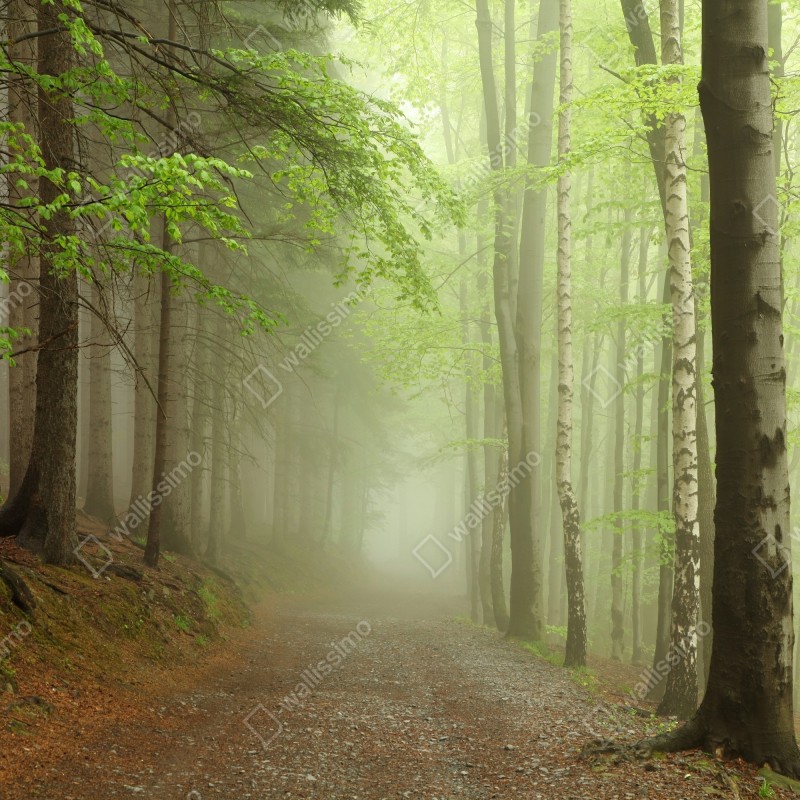 Naklejka repozycjonowalna mglisty leśny szlak – Wallissimo® Naklejka repozycjonowalna mglisty leśny szlak – Wallissimo®