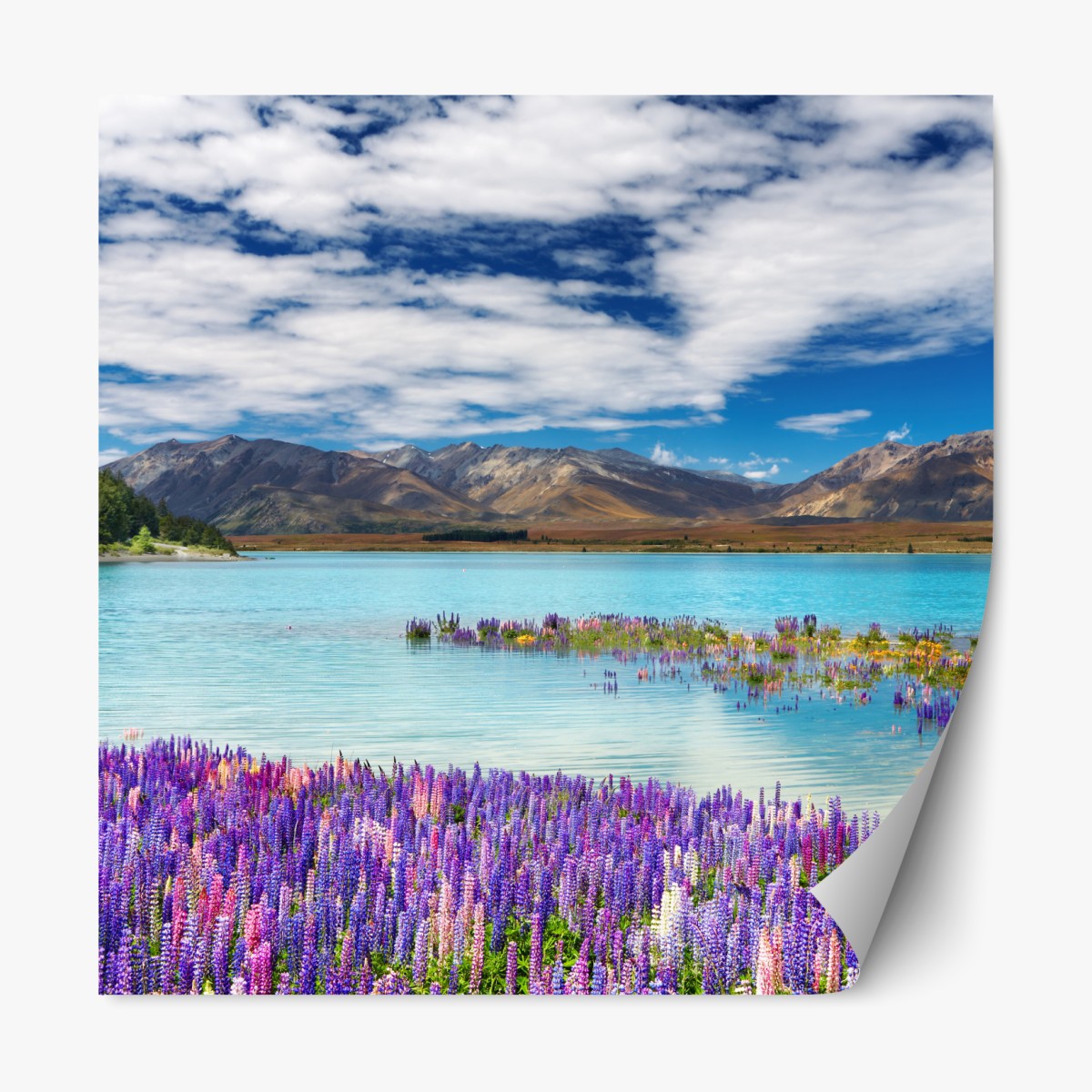 Repositionable sticker Lake Tekapo lupin meadow by turquoise lake