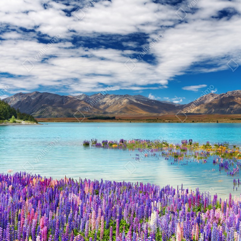 Naklejka repozycjonowalna Lake Tekapo łubinowy dywan nad turkusowym jeziorem – Wallissimo® Naklejka repozycjonowalna Lake Tekapo łubinowy dywan nad turkusowym jeziorem – Wallissimo®