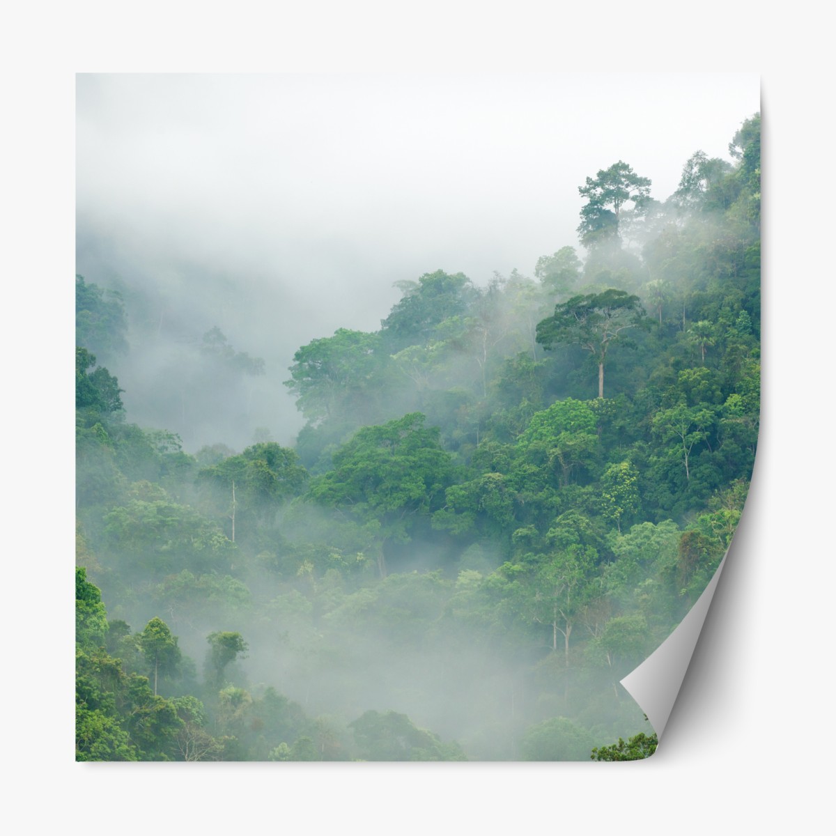 Repositionable sticker morning mist over Kaeng Krachan rainforest