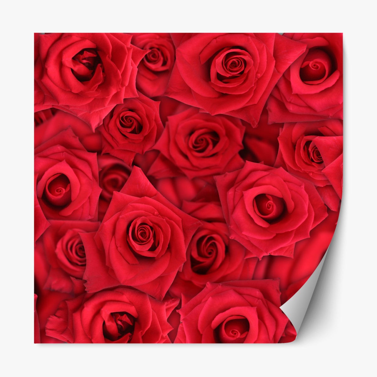 Repositionable sticker vibrant red roses collage