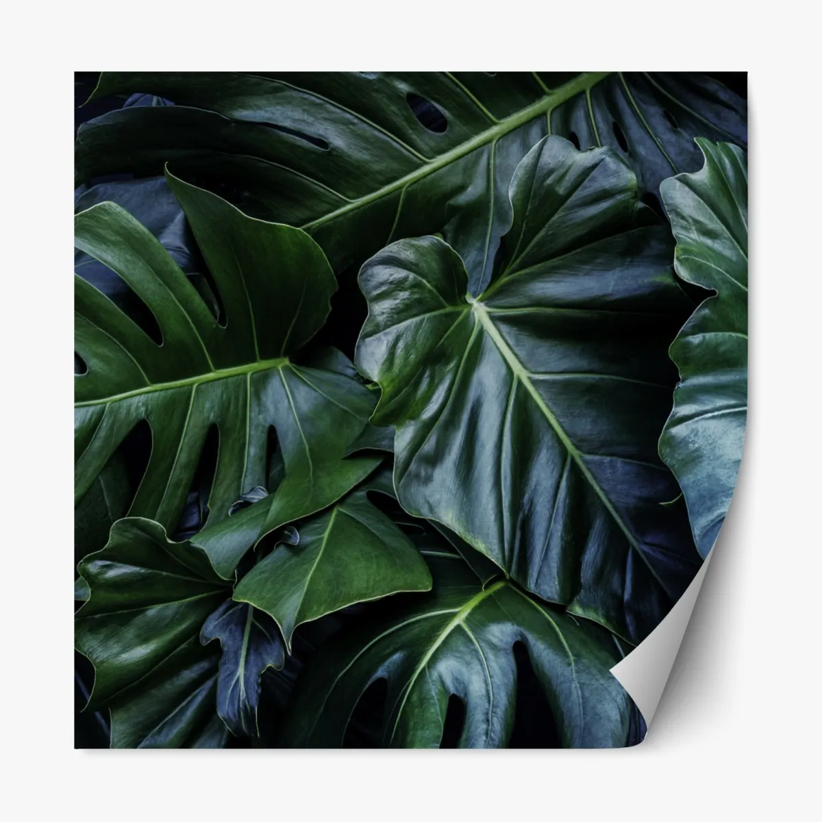 Naklejka repozycjonowalna bujna tropikalna monstera – Wallissimo® Naklejka repozycjonowalna bujna tropikalna monstera – Wallissimo®