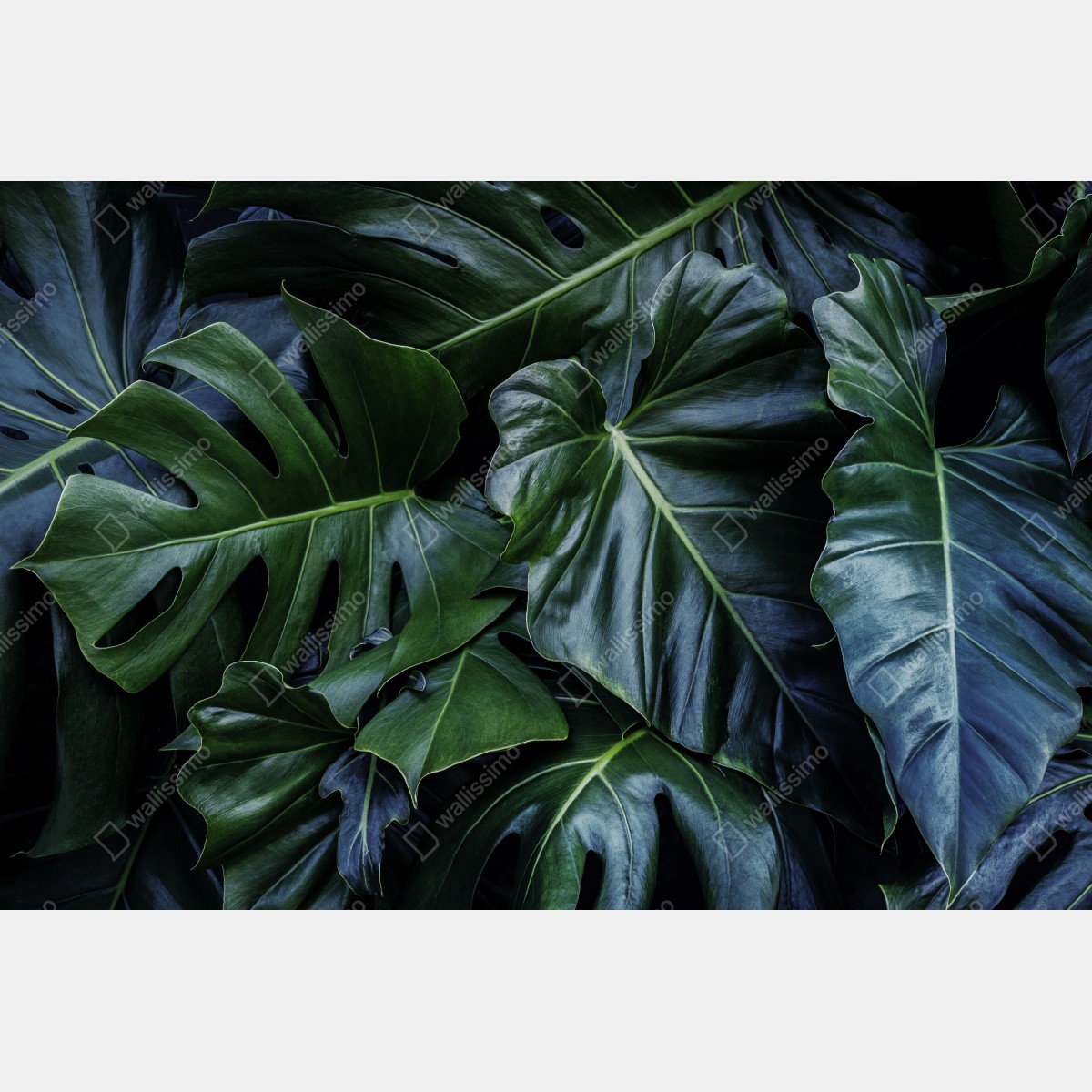 Naklejka repozycjonowalna bujna tropikalna monstera – Wallissimo® Naklejka repozycjonowalna bujna tropikalna monstera – Wallissimo®