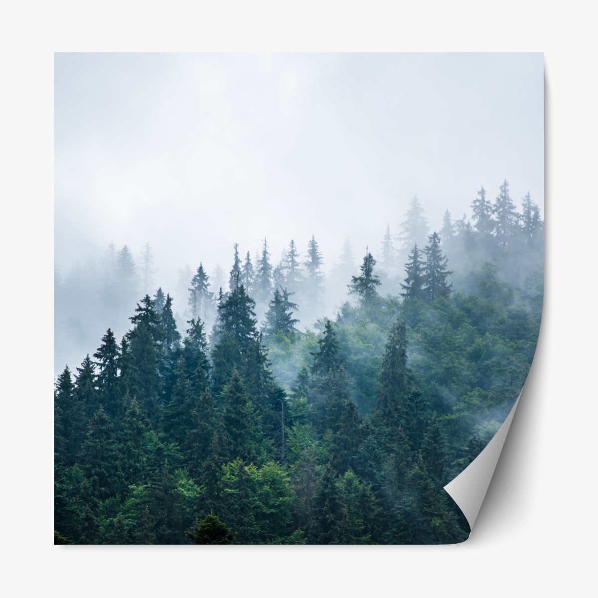 Repositionable sticker misty evergreen forest