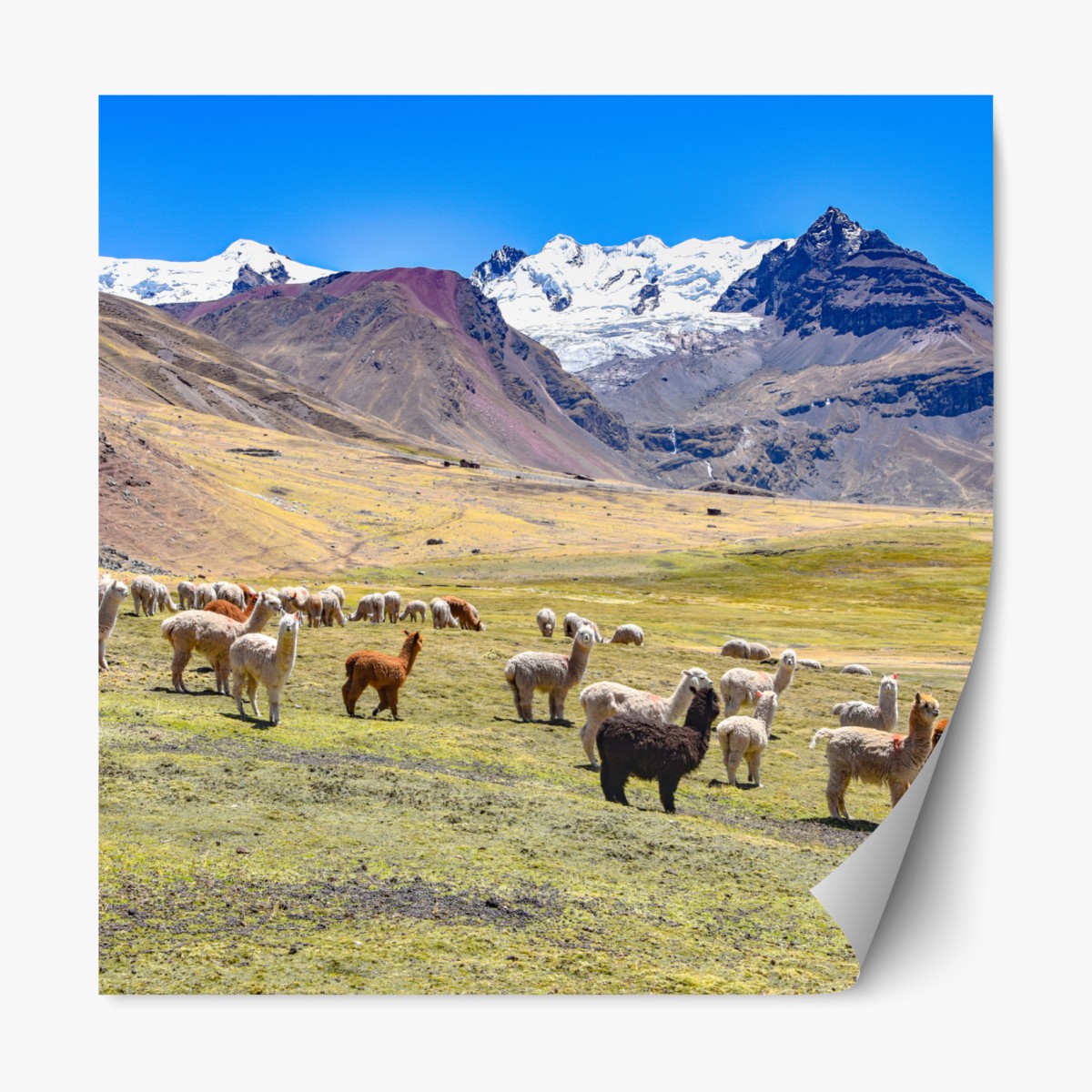 Repositionable sticker alpacas and llamas grazing by Mt Ausangate, Cusco
