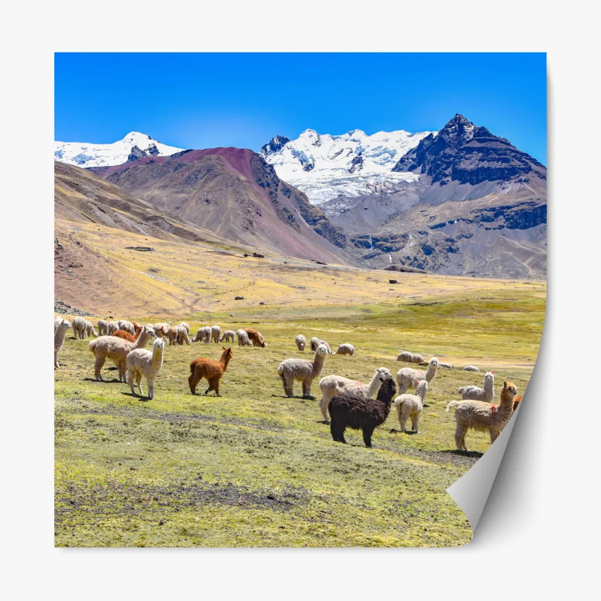 Naklejka repozycjonowalna alpaki i lamy pasące się przy Mt Ausangate, Cusco – Wallissimo® Naklejka repozycjonowalna alpaki i lamy pasące się przy Mt Ausangate, Cusco – Wallissimo®