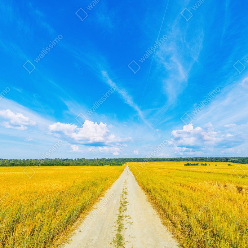 Naklejka repozycjonowalna złote pole pod szerokim błękitnym niebem – Wallissimo® Naklejka repozycjonowalna złote pole pod szerokim błękitnym niebem – Wallissimo®