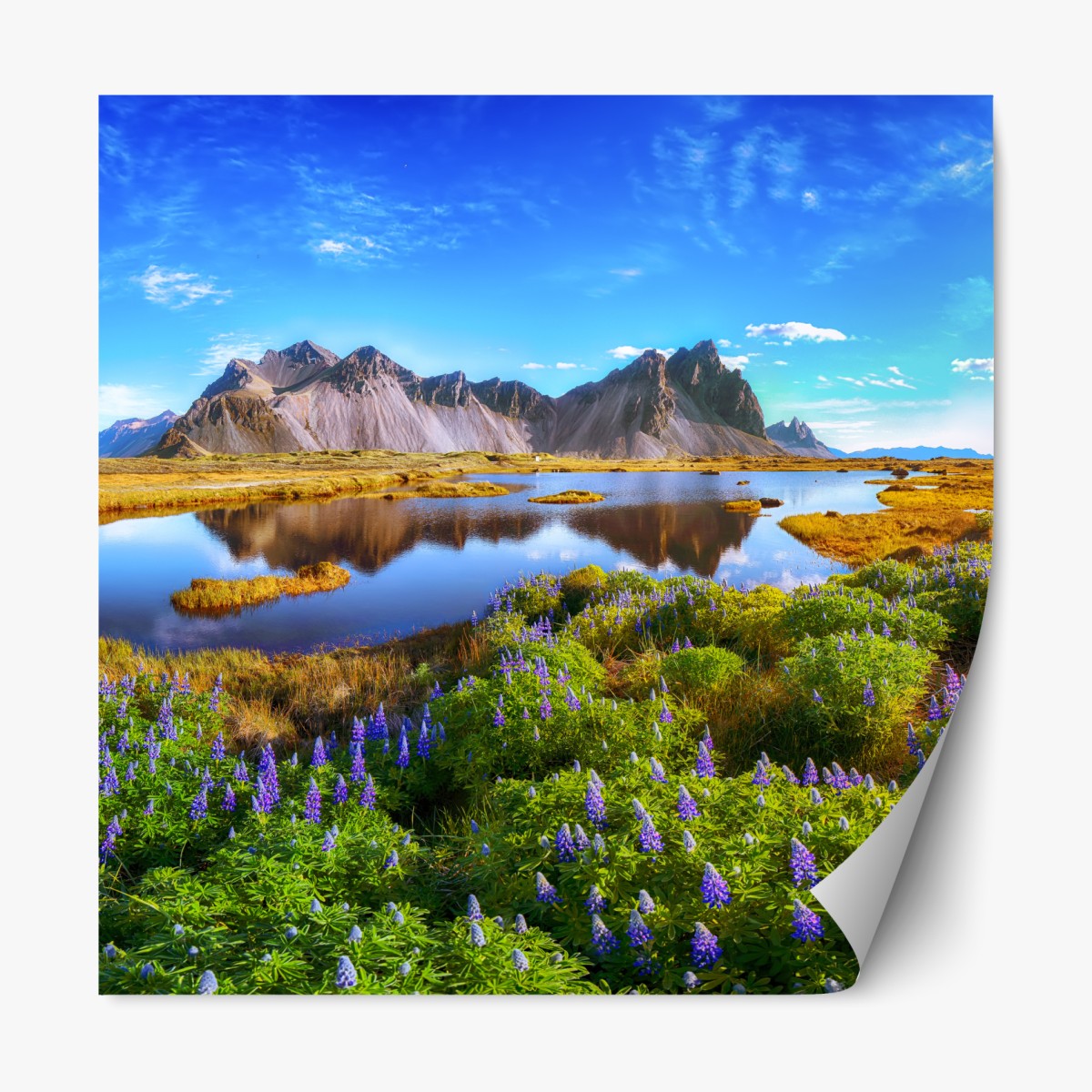 Repositionable sticker lupine meadow at Vestrahorn, Iceland