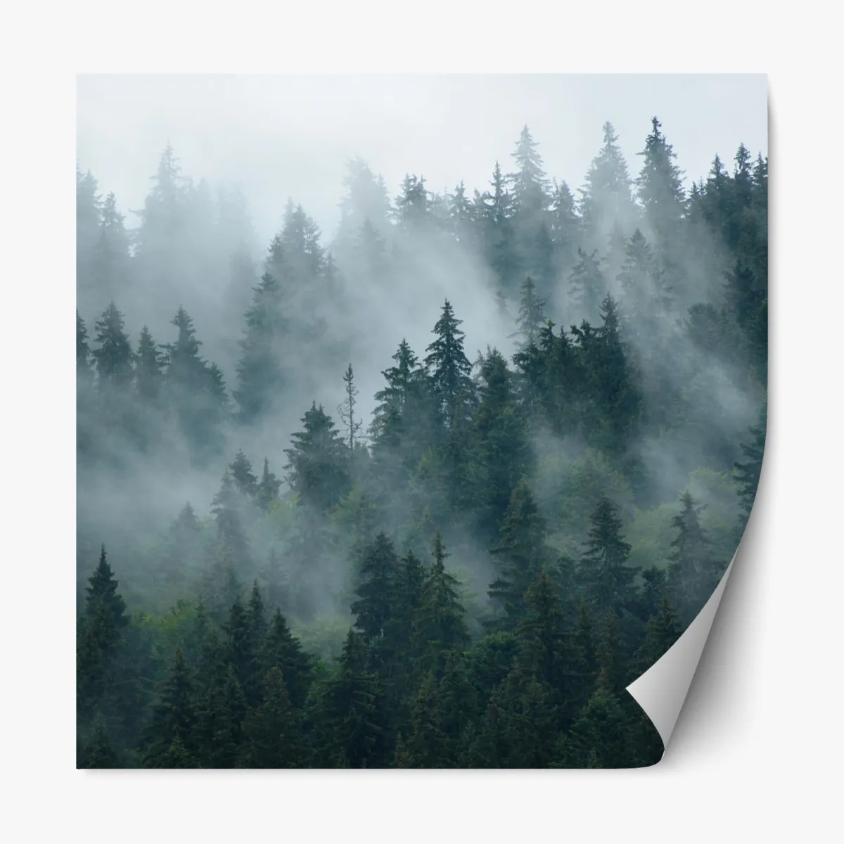 Naklejka repozycjonowalna mglisty iglasty las – Wallissimo® Naklejka repozycjonowalna mglisty iglasty las – Wallissimo®