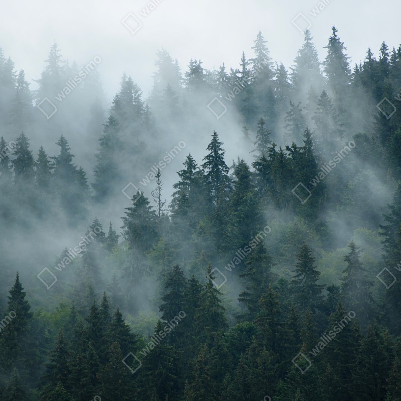 Naklejka repozycjonowalna mglisty iglasty las – Wallissimo® Naklejka repozycjonowalna mglisty iglasty las – Wallissimo®