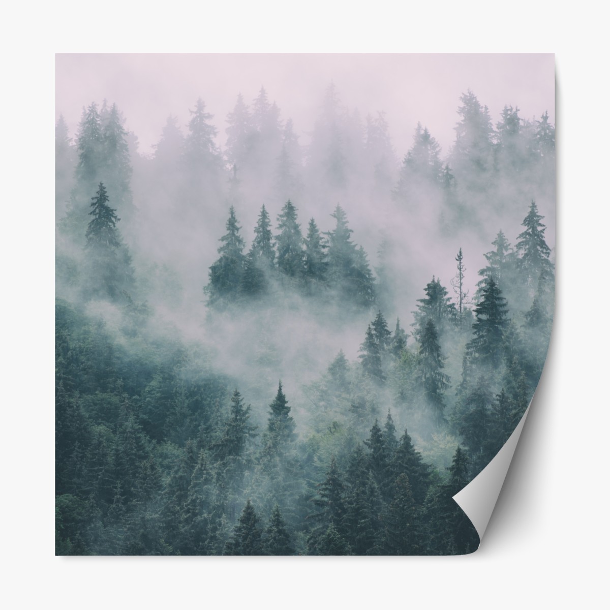 Repositionable sticker misty evergreen forest panorama