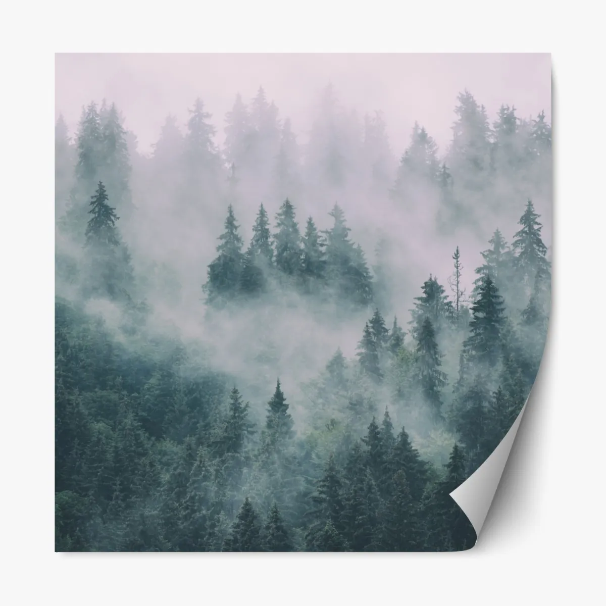 Naklejka repozycjonowalna mglisty las iglasty – Wallissimo® Naklejka repozycjonowalna mglisty las iglasty – Wallissimo®