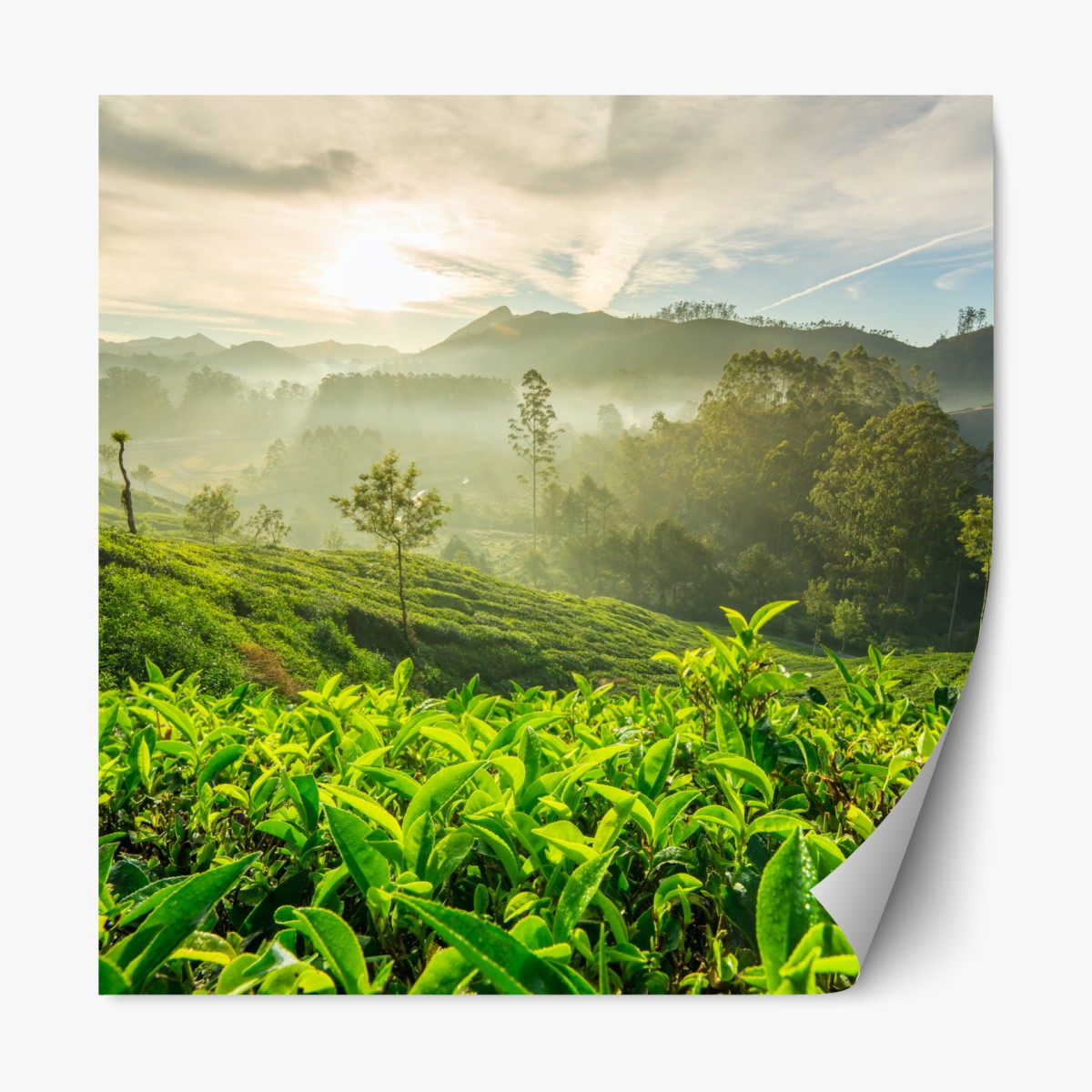 Repositionable sticker sunrise over Munnar tea plantations