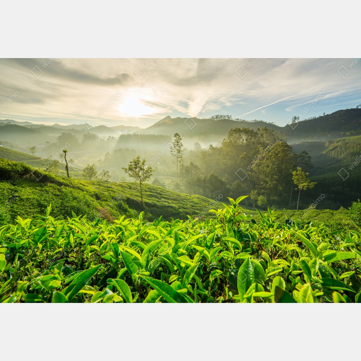 Naklejka repozycjonowalna wschód słońca nad plantacjami herbaty w Munnar – Wallissimo® Naklejka repozycjonowalna wschód słońca nad plantacjami herbaty w Munnar – Wallissimo®