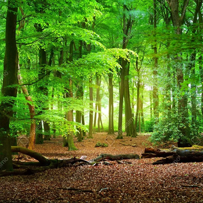 Naklejka repozycjonowalna słoneczny zielony las – Wallissimo® Naklejka repozycjonowalna słoneczny zielony las – Wallissimo®