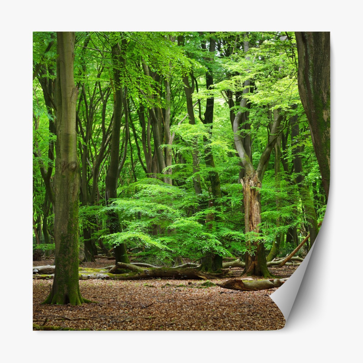 Repositionable sticker serene green forest canopy