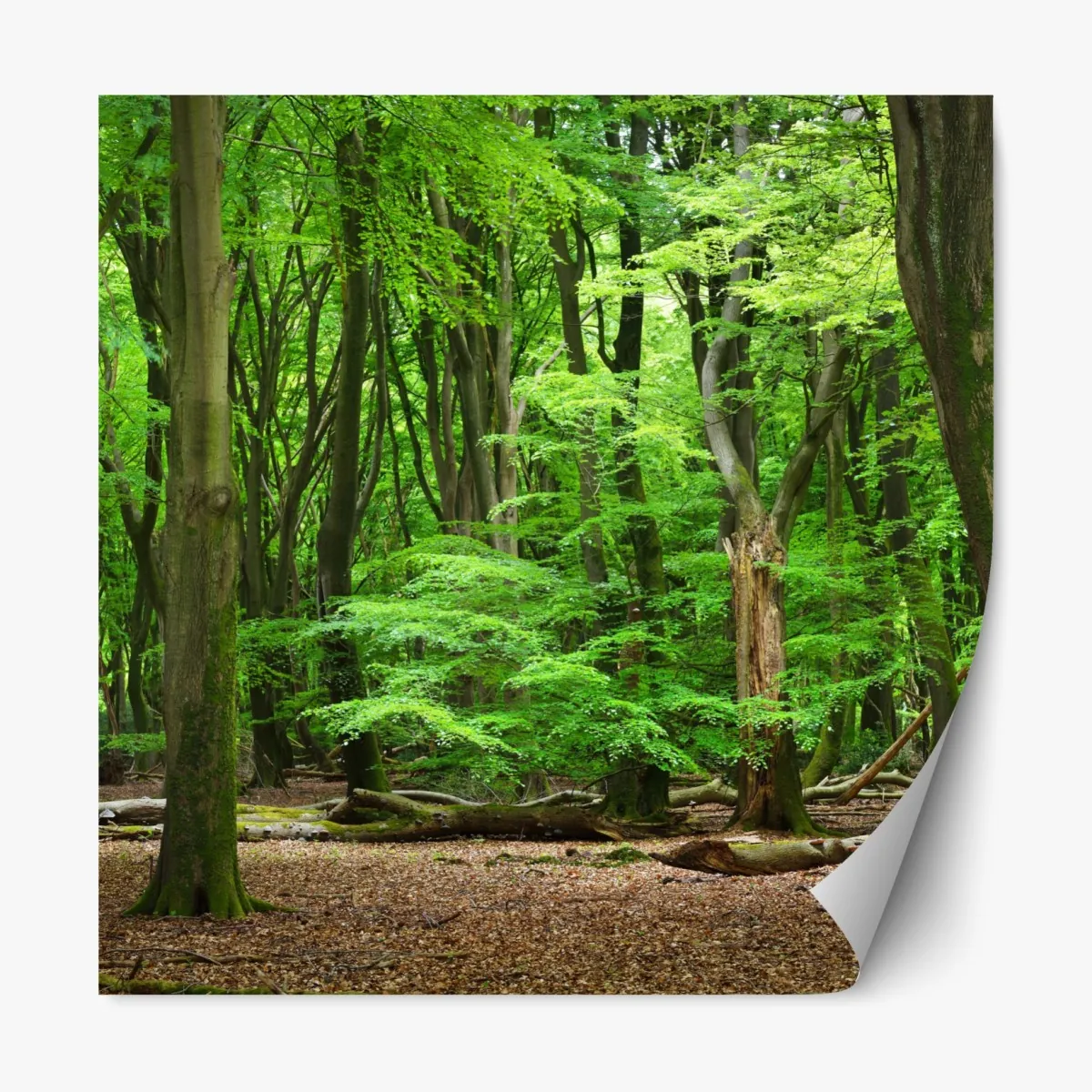 Naklejka repozycjonowalna spokojna zielona korona lasu – Wallissimo® Naklejka repozycjonowalna spokojna zielona korona lasu – Wallissimo®