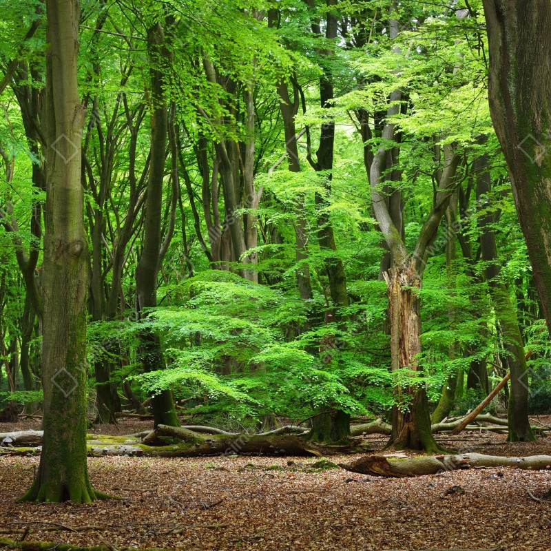 Naklejka repozycjonowalna spokojna zielona korona lasu – Wallissimo® Naklejka repozycjonowalna spokojna zielona korona lasu – Wallissimo®