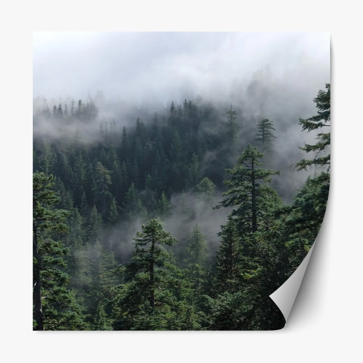 Naklejka repozycjonowalna mglisty widok lasu z Larch Mount, Oregon – Wallissimo® Naklejka repozycjonowalna mglisty widok lasu z Larch Mount, Oregon – Wallissimo®