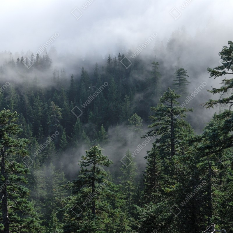 Naklejka repozycjonowalna mglisty widok lasu z Larch Mount, Oregon – Wallissimo® Naklejka repozycjonowalna mglisty widok lasu z Larch Mount, Oregon – Wallissimo®