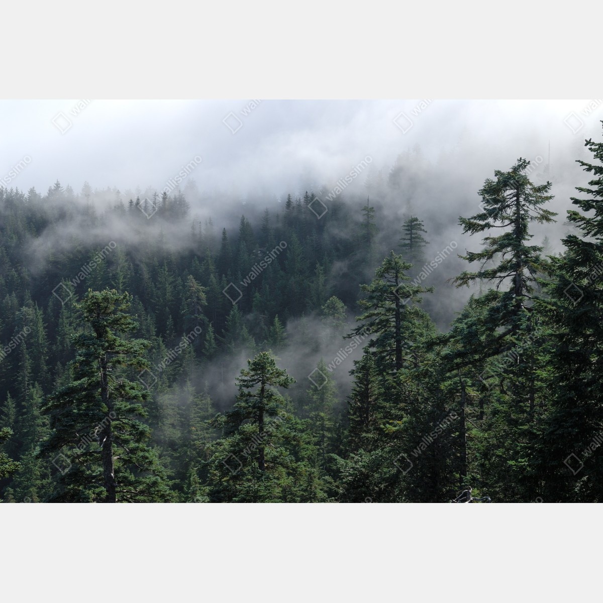 Naklejka repozycjonowalna mglisty widok lasu z Larch Mount, Oregon – Wallissimo® Naklejka repozycjonowalna mglisty widok lasu z Larch Mount, Oregon – Wallissimo®