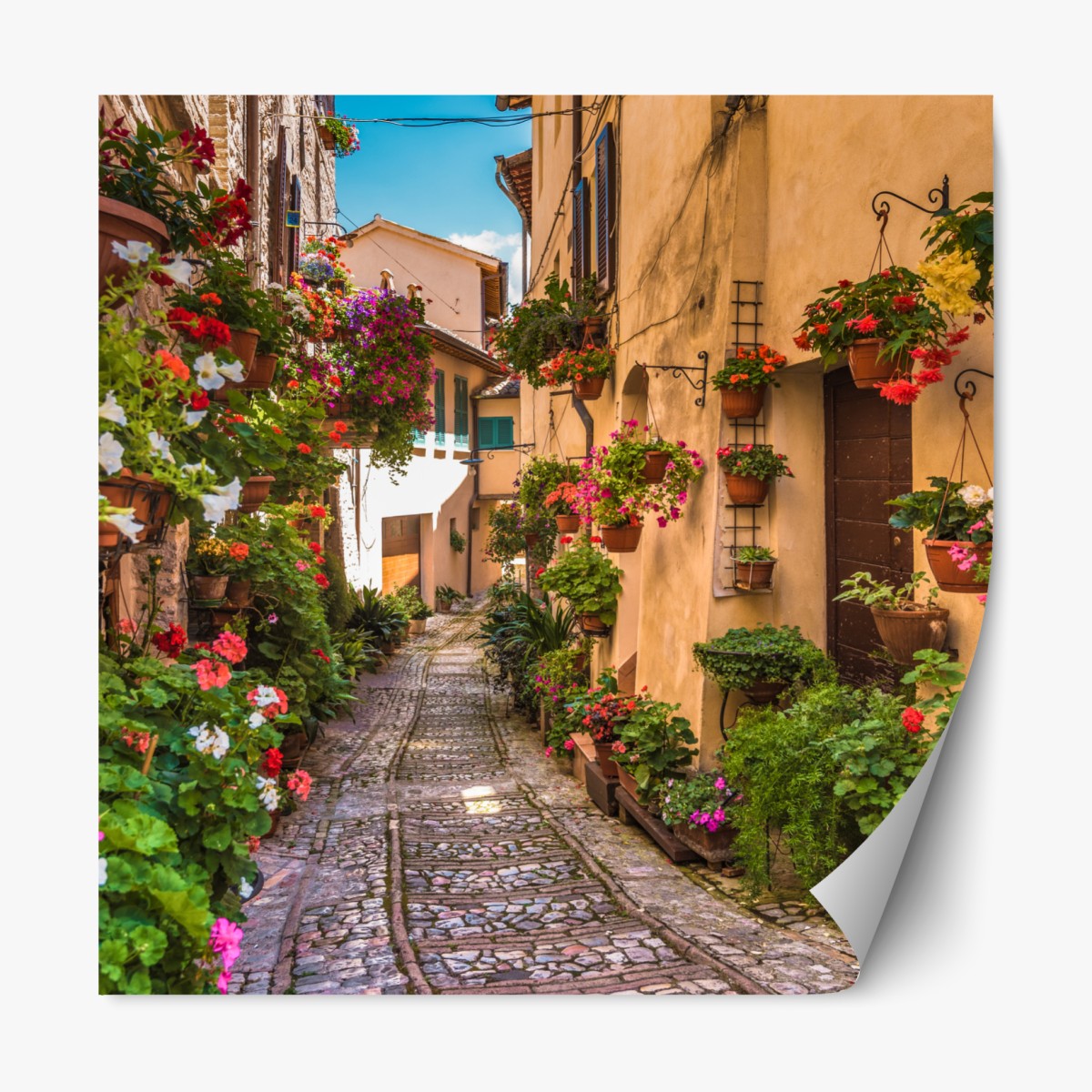 Repositionable sticker sunlit floral alley in Umbria