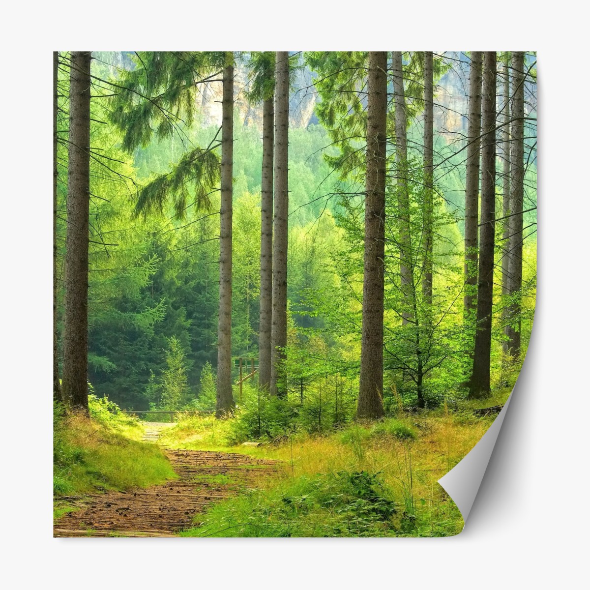 Repositionable sticker sunlit forest trail