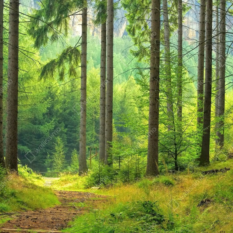 Naklejka repozycjonowalna słoneczna ścieżka leśna – Wallissimo® Naklejka repozycjonowalna słoneczna ścieżka leśna – Wallissimo®